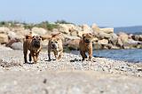 SHAR-PEI 334
